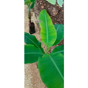 Tüplü Anamur Bodur Muz Fidanı 80/100CM