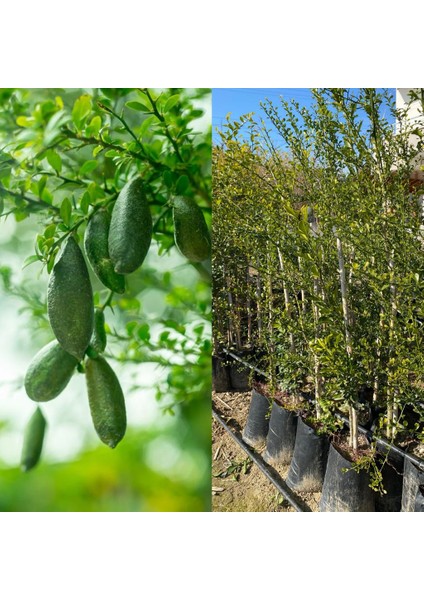 Finger Lime Havyar Limon Fidanı