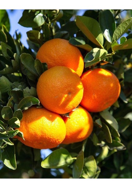 Tüplü Okitsu Erkenci Mandalina Fidanı