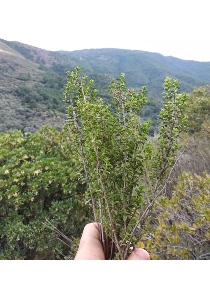 Doğal Kekik Suyu 1lt fiyatları