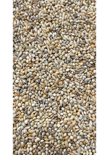 Budgies B1 Karışık Muhabbet Yemi 20 kg modelleri