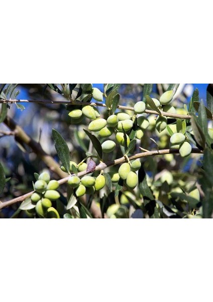 Tüplü Koroneiki Zeytin Fidanı
