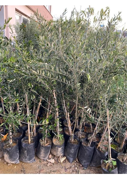 Tüplü Koroneiki Zeytin Fidanı fiyatları