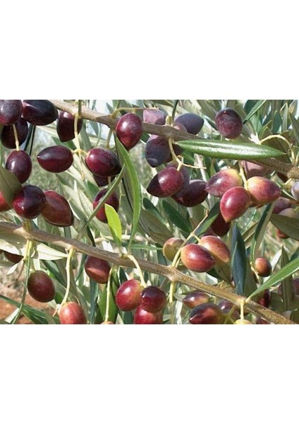 Tüplü Koroneiki Zeytin Fidanı modelleri