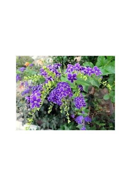 Tüplü Ağaç Menekşesi ( Duranta Erecta ) Fidanı