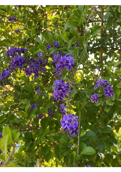 Tüplü Ağaç Menekşesi ( Duranta Erecta ) Fidanı fiyatları