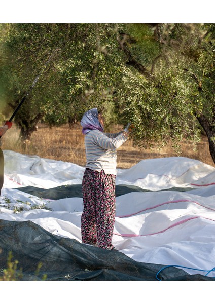 Bella Mordane Ikisi Bir Arada – Ilk Hasat (2023-2024) Zeytinyağı