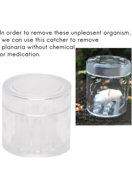 Akvaryum Tankı Plastik Yakalayıcı Tuzak Boru Trapper Planarian Solucan Sülükler Için 8 Delik Şeffaf (Yurt Dışından)