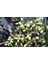 Tüplü Koroneiki Zeytin Fidanı 1