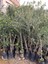 Tüplü Koroneiki Zeytin Fidanı 2