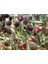 Tüplü Koroneiki Zeytin Fidanı 3