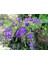 Tüplü Ağaç Menekşesi ( Duranta Erecta ) Fidanı 1