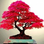Ata Tohumculuk 5 Adet Tohum Bodur Bonsai Japon Red Maple Ağacı Bonzai Tohumu Süs Bitkisi Menşei Türkiye