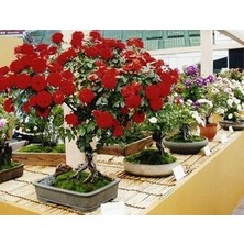 Tohumcumm Bodur Bonsai Kırmızı Gül Ağacı Tohumu 5 Adet Gül Tohumu