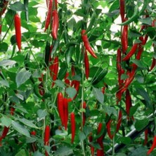 Tohumcumm Şili Biberi Tohumu Çok Acı Chili Biberi Tohumu 25 Adet Tohum