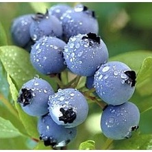 Tohumcumm 20 Adet Tohum Yaban Mersini Tohumu Blueberry Tohumu