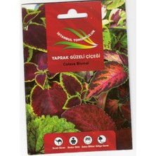 İstanbul Tohumculuk Yaprak Güzeli Çiçek Tohumu