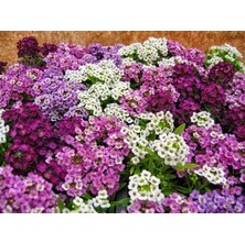 Ata Tohumculuk 5 Adet Tohum Kraliyet Halısı Tohumu Alyssum Flower Tohumu Alyssum Tohumu