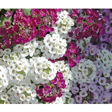 Ata Tohumculuk 5 Adet Tohum Kraliyet Halısı Tohumu Alyssum Flower Tohumu Alyssum Tohumu