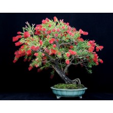 Murat Tohum Bodur Bonsai Callistemon Ağacı Tohumu Ekim Seti 5 Adet Tohum +Saksı+Toprak