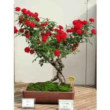 Ata Tohumculuk 5 Adet Tohum Bodur Bonsai Kırmızı Gül Ağacı Bonzai Tohumu