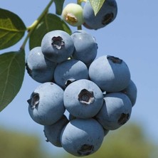 Ata Tohumculuk 10 Adet Tohum Yaban Mersini Tohumu Blueberry Tohumu