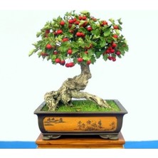 Ata Tohumculuk 20 Adet Tohum Alıç Bonsai Dağ Alıçı Saksı Topraklı