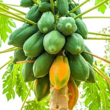 Ata Tohumculuk 3 Adet Tohum Ithal Nadir Tropikal Bodur Papaya Ağacı Tohumu Papaya Meyvesi Tohumu