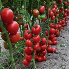 Ata Tohumculuk 5 Adet Tohum Ithal Sırık Domates Tohumu Nadir Bulunan Sırık Domates Tohumu