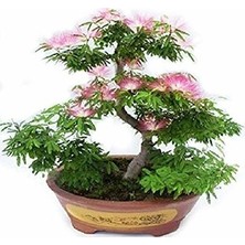 Ata Tohumculuk 5 Adet Tohum Gülübirişim Bonsai Ağaç Tohumu Muhteşem Çiçeği ve Kokusu Ile Özel Ağaç