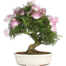 Ata Tohumculuk 5 Adet Tohum Gülübirişim Bonsai Ağaç Tohumu Muhteşem Çiçeği ve Kokusu Ile Özel Ağaç