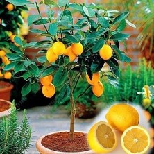 Ata Tohumculuk Adet 5 Adet Tohum Bodur Bonsai Limon Ağacı Tohumu Italyan Limonseti Saksıtoprak