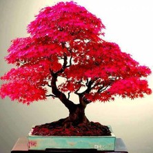 Ata Tohumculuk 5 Adet Tohum Bodur Bonsai Japon Red Maple Ağacı Bonzai Tohumu Ata Tohum