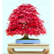 Ata Tohumculuk 5 Adet Tohum Bodur Bonsai Japon Red Maple Ağacı Bonzai Tohumu Ata Tohum