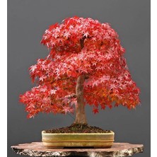 Murat Tohum Acer Rubrum Bonsai Ağacı Tohumu Kırmızı Akçaağaç Ekim Seti + Saksı + Toprak