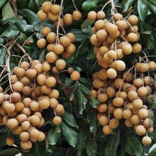 Serdar Çam Tohumculuk Ithal Nadir Tropikal Ejderha Gözü Meyvesi Tohumu Ekim Seti 1 Tohum Saksı Toprak Kombin