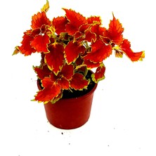 Fidanova Yaprak Güzeli, Kolyos Çiçeği Turuncu Tonlarında