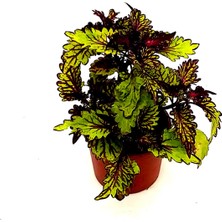 Fidanova Yaprak Güzeli, Kolyos Çiçeği Iç Mekan