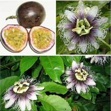 Tohumcumm 3 Adet Tohum Ithal Passiflora Meyvesi Tohumu Çarkı Felek Saat Çiçeği Tohumu