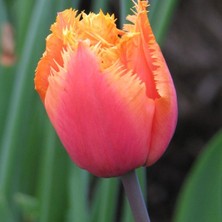 Ev Ve Bahçe Golden Aleppo Lale Soğanı (5 Adet)