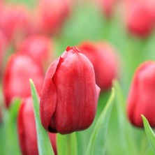 Ev Ve Bahçe Zorro Kırmızı Lale Soğanı (5 Adet)