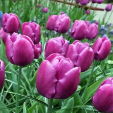 Ev Ve Bahçe Purple Prince Lale Soğanı (5 Adet)