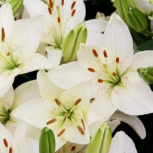 Ev Ve Bahçe Belem Lilium Zambak Çiçeği Soğanı (2 Adet)