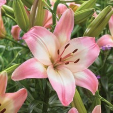 Ev Ve Bahçe Sorocaba Lilium Zambak Çiçeği Soğanı (2 Adet)