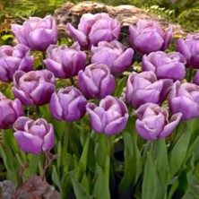 Ev Ve Bahçe Holland Beauty Lale Soğanı (5 Adet)