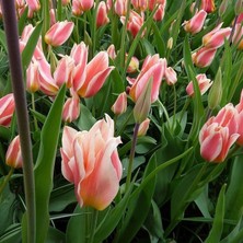 Ev Ve Bahçe Quebec Lüx Lale Soğanı (5 Adet)