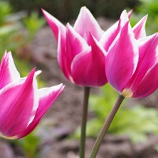 Ev Ve Bahçe Dev Kafa Ballade Lale Soğanı (5 Adet)