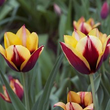 Ev Ve Bahçe Katlı Bonanza Lale Soğanı(5 Adet)