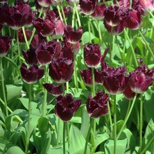 Ev Ve Bahçe Crystal Fırfırlı Lale Soğanı (5 Adet)