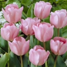 Ev Ve Bahçe Pink Diamond Lale Soğanı (4 Adet)